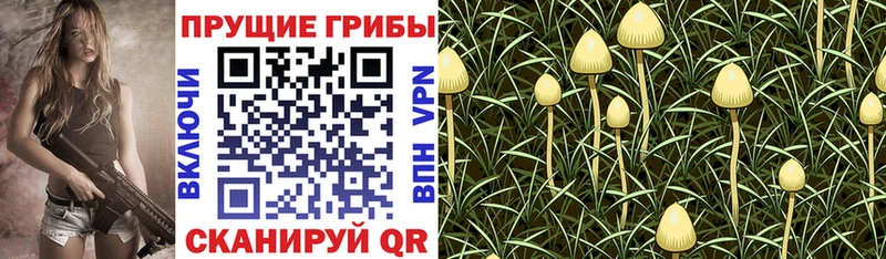 Галлюциногенные грибы Psilocybine cubensis  магазин  наркотиков  Гороховец 